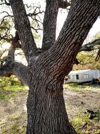 Close-up of tree trunk