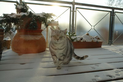 Cat walking in snow covered balcony