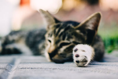 Close-up portrait of a cat