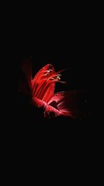 Close-up of red flower against black background