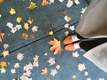 Maple leaves on ground