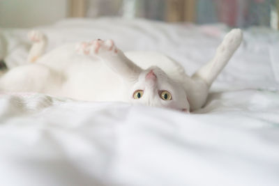 Portrait of cat lying on bed