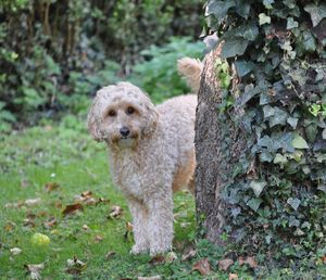 Portrait of dog by tree against plants