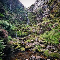 Moss growing on rock in forest