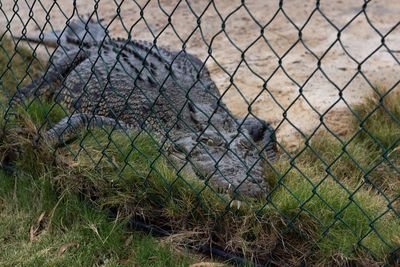 View of sheep seen through fence