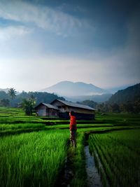 A person who is standing on a rice field