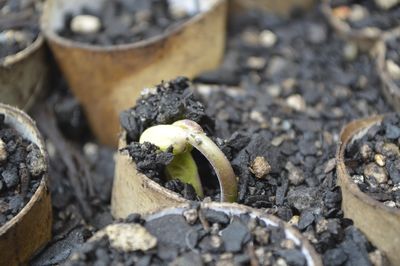 Close-up of seedling growing on field