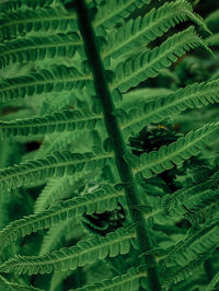 Full frame shot of fern