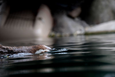 Close-up of leaf in water