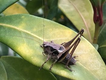 Close-up of butterfly on leaf