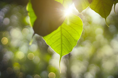 Close-up of sunlight streaming through leaves