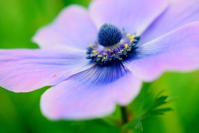 Close-up of purple flowering plant