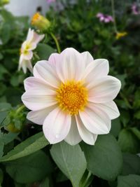 Close-up of flower blooming outdoors