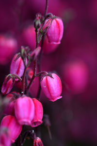 Close-up of pink flowers