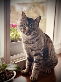 Cat sitting on window sill