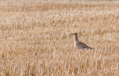 View of bird on field