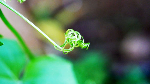 Close-up of green leaf