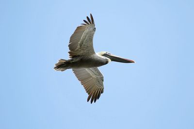 Low angle view of pelican flying against clear blue sky