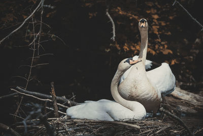Close-up of bird perching on nest