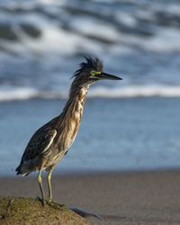 Bird perching on a beach