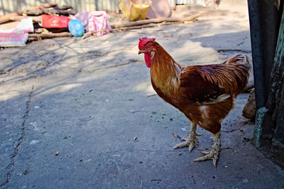 View of a rooster on ground