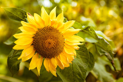 Close-up of sunflower