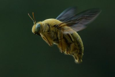 Close-up of bee on flower