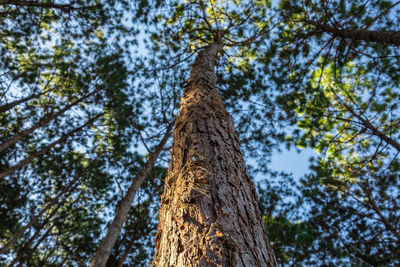 Low angle view of trees against sky