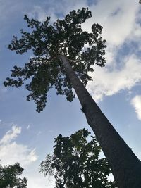 Low angle view of tree against sky