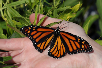 Close-up of butterfly on hand