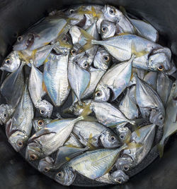 High angle view of mackerels in container