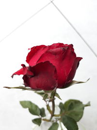 Close-up of red rose against white background