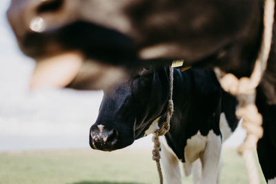 Close-up of a horse