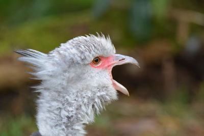 Close-up of a bird