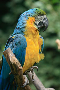 Close-up of a bird perching on branch