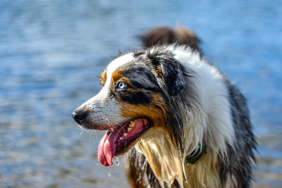 Close-up of dog looking away