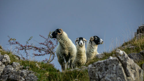 Flock of sheep on rock against sky