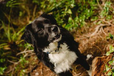 Dog looking away on field