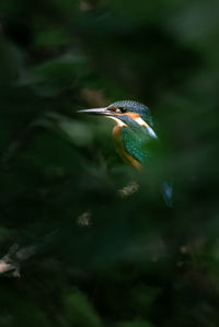 Close-up of bird in tree