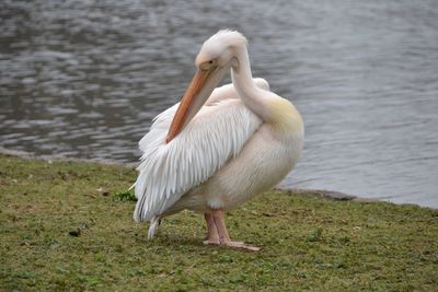 Close-up of duck on lake