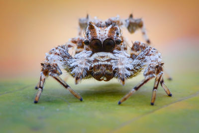 Close-up of spider