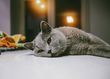 Close-up of a cat resting on table at home