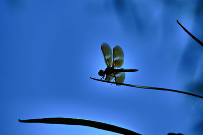 Low angle view of insect on plant against blue sky