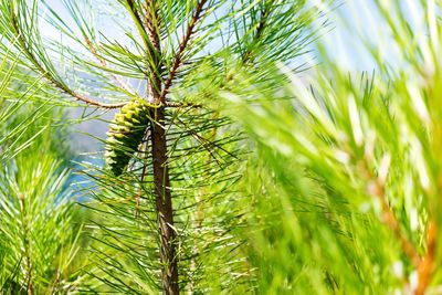 Low angle view of trees