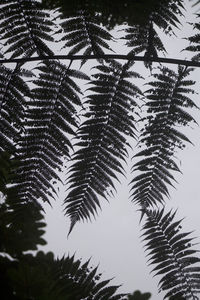 Close-up of tree