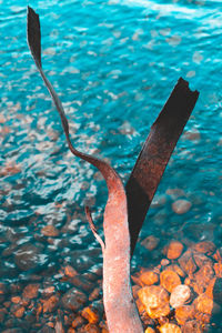 High angle view of rusty swimming in sea