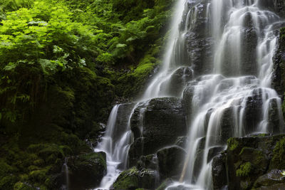 View of waterfall in forest