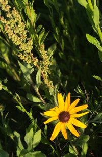 Close-up of yellow flowers blooming outdoors