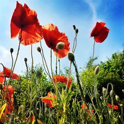 Close-up of poppies blooming on field against sky