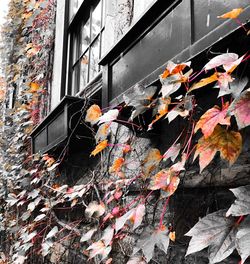 Multi colored autumn leaves